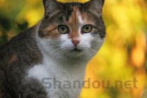 猫咪上吐下泻呼吸带有呼噜声要怎么改善？