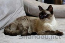 猫咪流口水是怎么回事？猫咪流口水要怎么改善？