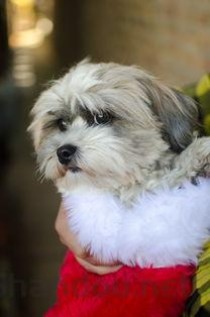 狗狗肛门周围长东西是啥情况？狗狗肛门周围长东西要怎么处理？