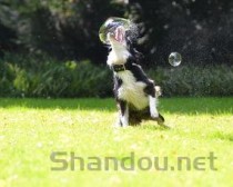 狗狗吐一次黄水带沫是啥情况？狗狗吐一次黄水带沫该怎么做才对？