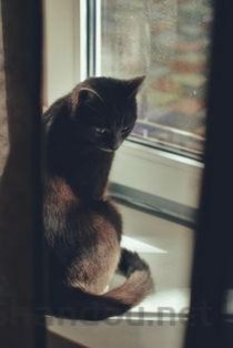 猫咪连续早上呕吐是何原因？猫咪连续早上呕吐该怎么解决？