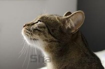 狗狗尿频尿血是啥情况？狗狗尿频尿血该咋办？