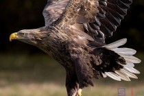 世界上最猛大猩猩排名前十世界上最大的蟒蛇排名前十名