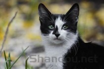 猫咪打喷嚏流眼泪，眼睛有点红肿该咋办？