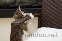 猫咪吐白沫总去尿尿但只有几滴怎么办？