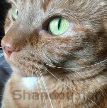 猫咪吐绿色液体的问题出在哪？猫咪吐绿色液体要怎么调理？