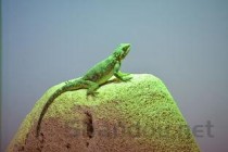 世界上最简单的姿势世界最稀有的生物