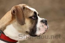 狗狗左胳膊睡醒会一瘸一拐一会就好，为何会这样？