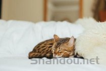 小猫喘气有些急促且呼噜呼噜的声音要怎么弄？