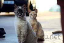 猫咪耳朵脱毛痒红肿是啥缘故？怎么办？