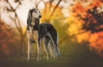 狗狗瞳孔变白是啥情况？狗狗瞳孔变白怎么弄会好？