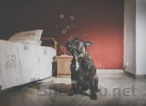 狗狗呕吐黄状泡沫吐红色的食物的缘由何在？该咋整？