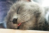 猫咪吃完猫草棒半小时出现呕吐要怎么弄？