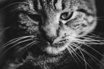 猫咪鼻子流黄鼻涕是啥缘故？猫咪鼻子流黄鼻涕该用什么办法？