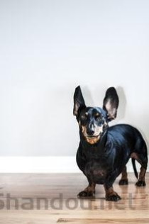 狗狗皮肤突然有结痂是咋回事？狗狗皮肤突然有结痂要怎么弄？