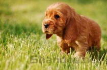 狗狗呕吐绿色液体是啥情况？要如何应对？