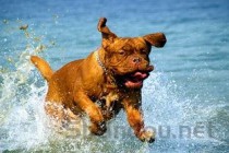 狗狗拉稀便血是什么原因？该怎么处理才对？