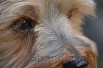 狗狗一只眼睛红肿是什么情况？要如何应对？