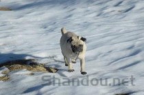 狗狗腿抽筋的缘由何在？狗狗腿抽筋要怎么应对？