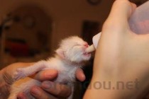 奶猫眼眶发红是何原因？奶猫眼眶发红该如何是好？