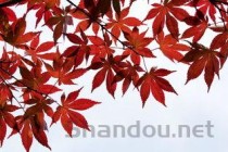 世界上最恶毒的动物，世界上最恶毒的政客