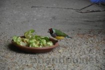 最牛的神童，世界上最神童的传说