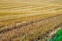 狗狗膀胱结石的缘由何在？狗狗膀胱结石要吃药吗？