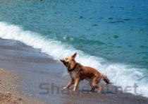 狗狗吐黄色泡沫水约一小时一吐是啥情况？该怎么办？