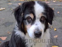 小狗内测大腿发黑结痂痂的外沿发红的缘由何在？