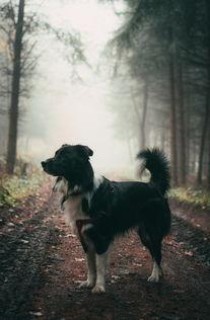 狗狗有白色小伤口掉毛是什么情况？要如何应对？