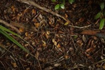 世界上最正宗的抹茶，世界上最正宗的抹茶粉