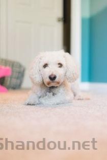 狗狗眼睛掉毛有小疙瘩是什么缘故？该咋整？