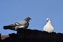 世界顶级鸽子图片，世界上最牛鸽图片