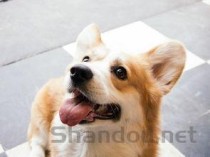 狗狗没精神发抖大喘气是什么缘故？要吃药吗？