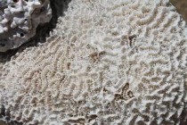 狗狗拉果冻状粪便是什么情况？该怎么办？