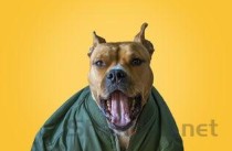 狗狗睡觉时呼吸急促张嘴喘一会的缘由何在？要如何应对？