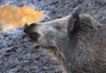 野猪套属性，野猪套是多少级版本