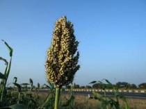 金蝉种植最快几年出土，金蝉种植