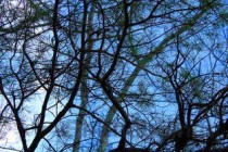 世界上最漂亮风景树（世界上最漂亮的树屋）