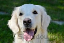 狗狗拉稀，呕吐，金黄色粘液是咋回事？该怎么办？