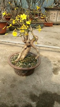 中国最粗迎春盆景,迎春花盆景