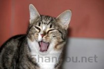 猫咪好像是在打嗝有点抽搐，为何会这样？该怎么解决？