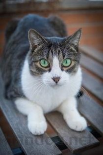 狗狗呼吸的时候肚子一抽一抽是什么原因？要怎么应对？