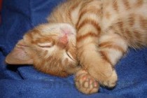 猫咪食欲不振嗜睡鼻头发干是什么原因？该咋办？