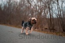 狗狗腿弯有个红色硬包流脓是什么情况？该咋整？