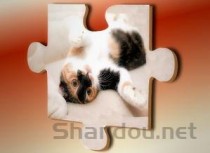 猫咪越养越瘦的问题出在哪？猫咪越养越瘦该怎么处理？