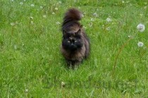 猫身上长硬皮痂是什么原因导致的？猫身上长硬皮痂有什么办法恢复？