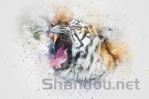 猫咪不吃不喝只喝水拉肚子是啥情况？要怎么改善？