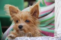 狗狗突然不敢跑了跑跳的话会惨叫是咋回事？该咋办？