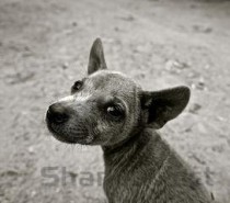 幼猫眼睛流脓的问题出在哪？幼猫眼睛流脓该怎么解决？